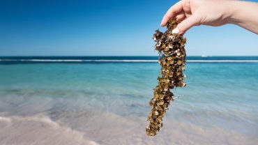 ¿Qué hacer en la Riviera Maya si hay sargazo?