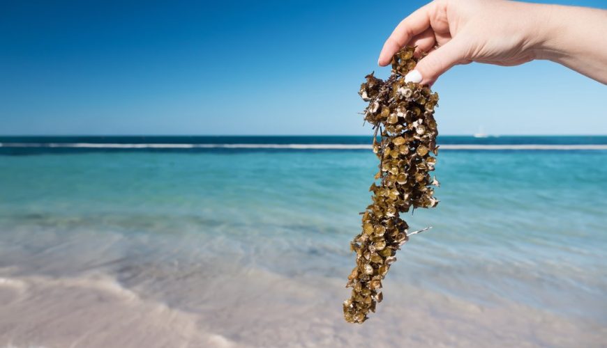 ¿Qué hacer en la Riviera Maya si hay sargazo?