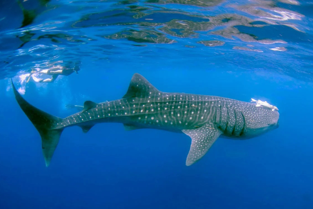 Arte, Mar y Paraíso: Xcaret Arte + Holbox Premium